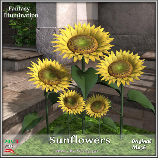 Sunflowers