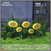 Sunflowers