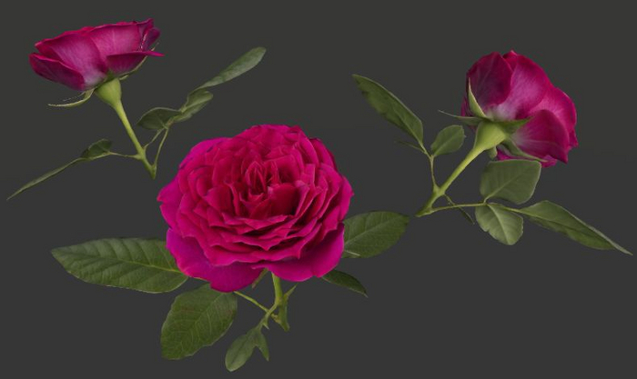 full perm rose Li 1 with texture