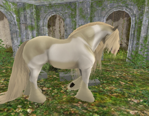 =CH= Palamino paint Cob Coat