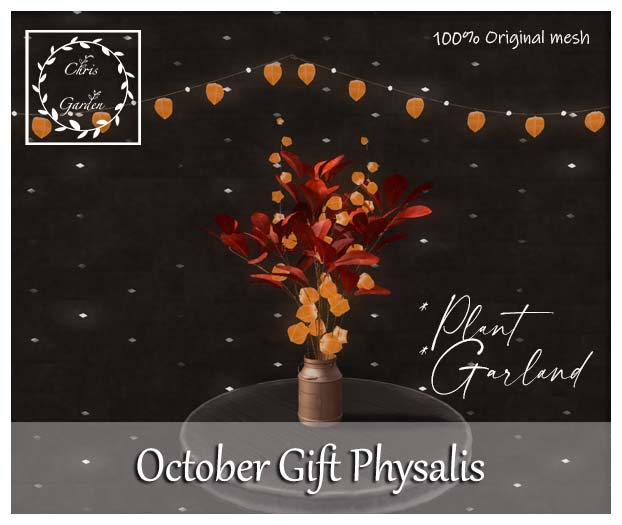 C*Physalis October gift 2022
