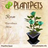 PlantPet Seed [Rose *Carribean Blue*] - RARE - free breeding - no extra costs