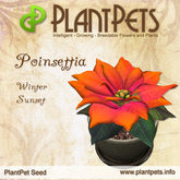 PlantPet Seed [Poinsettia *Winter Sunset*] - RARE - free breeding - no extra costs
