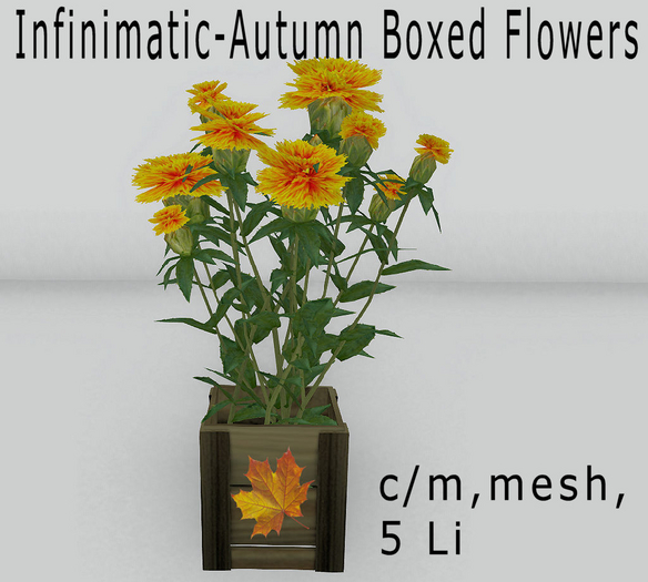 Autumn boxed flowers