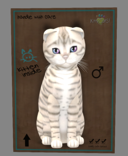 KittyCats Box - Toyger - Snow - Size- Normal