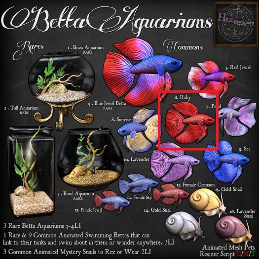 *HEXtraordinary* Male Betta - Ruby