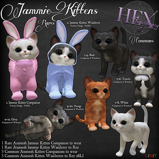 11. HEXtraordinary - Grey Kitten - Companion