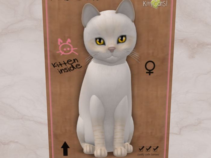 Meow Manor-Balinese - Cream Lynx
