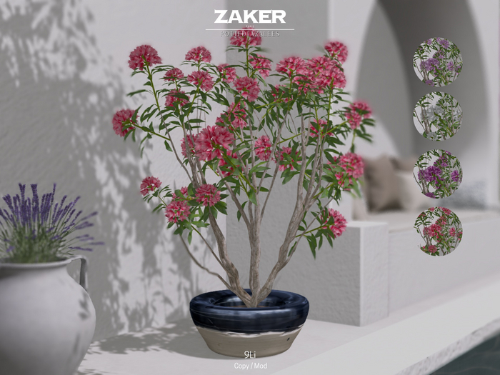 ZAKER : Potted Azalees
