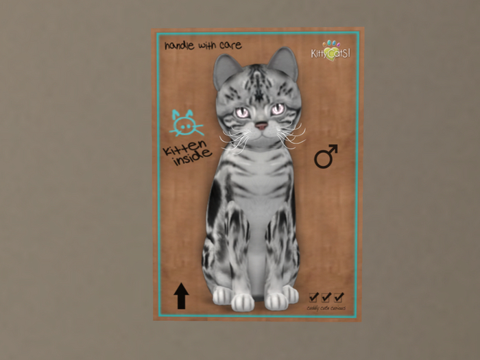 KittyCatS Box - New Born Kitten American Shorthair