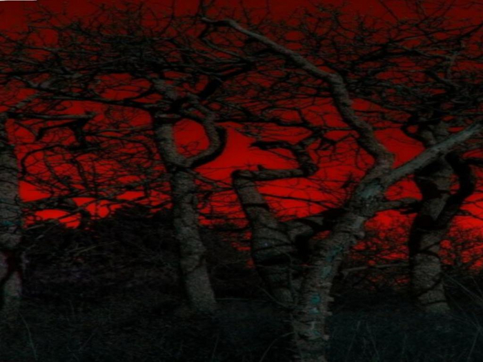 Creepy Trees Texture