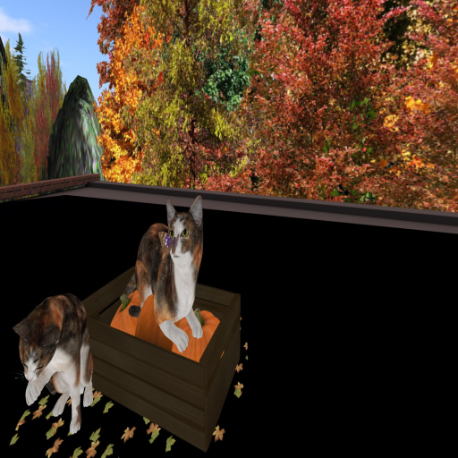 Autumn Cats, Boxed
