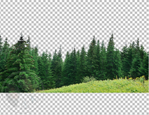 655 - Summer - Row of Pines Trees - Green Grass - Garden - Home - House - Land Decoration