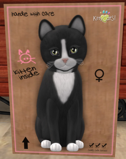 KittyCatS Box - New Born Kitten