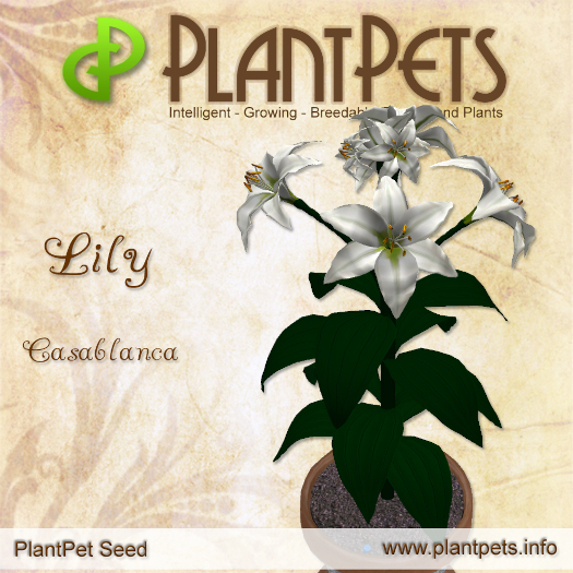PlantPet Seed [Lily *Casablanca*]