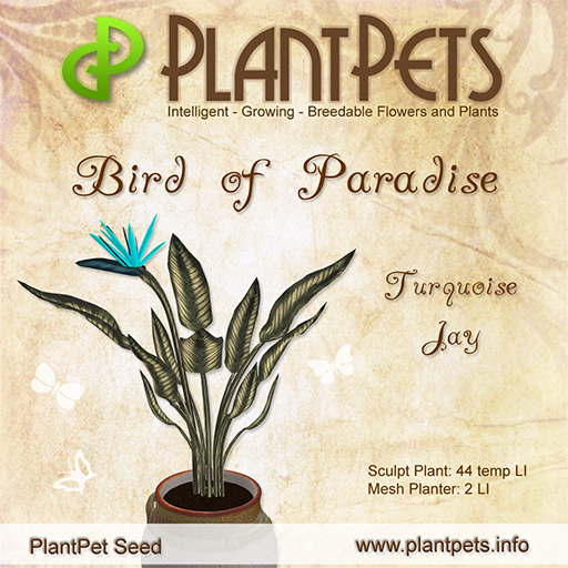 PlantPet Seed [Bird of Paradise *Turquoise Jay*]