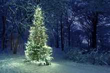 666 - Winter - Christmas - Illuminated Tree - Forest - Dark - Snow - Land Divider - Background - Privacy Screen