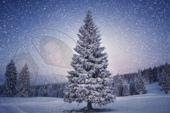 671 - Winter - Christmas - Snow - Pine Trees - Snowing - Land Divider - Background - Privacy screen