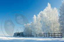 673 - Winter - Landscape - Winter Wonderland - Frozen Trees - Fence - Snow - Blue Sky - Land Divider - Privacy Screen