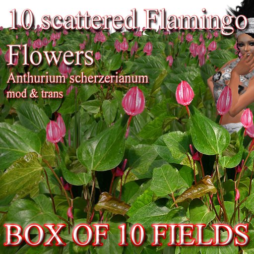 10 scattered Flamingo Flowers  Anthurium scherzerianum