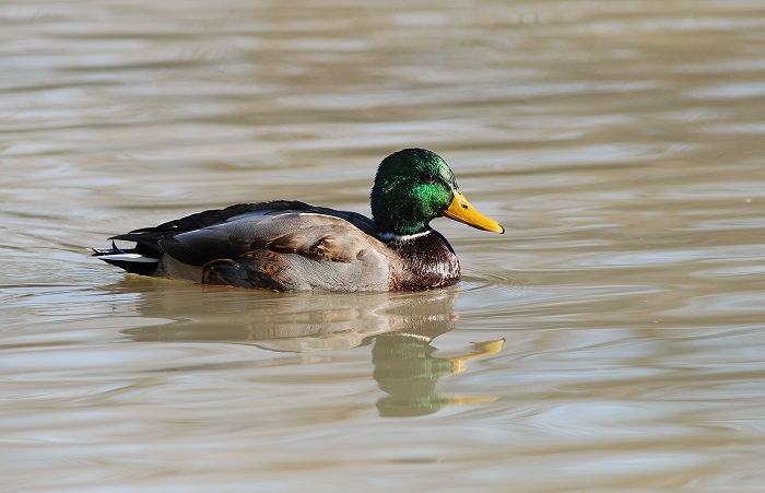 DFS Duck - Male