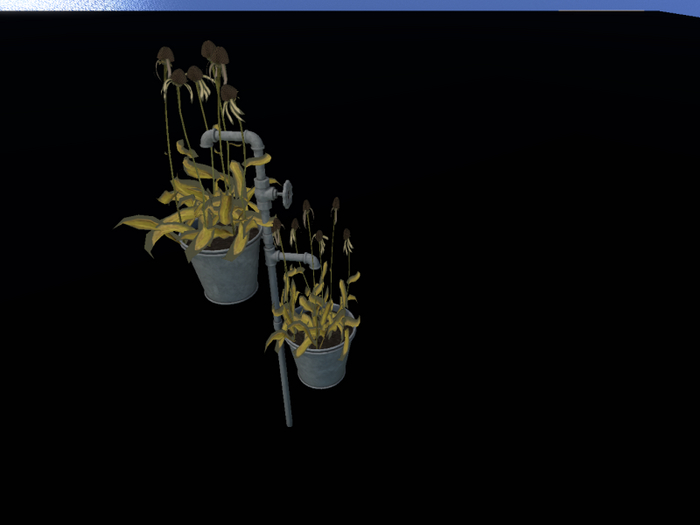 Dead flowers in buckets