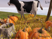 Cow Pumpkin Field By Snuggles 