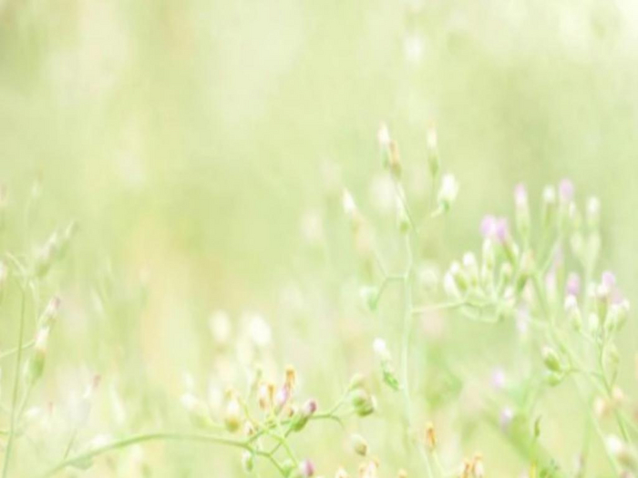 Spring Blossoms Texture