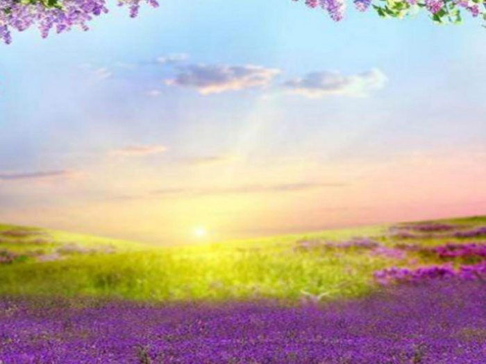 Purple Fields Texture