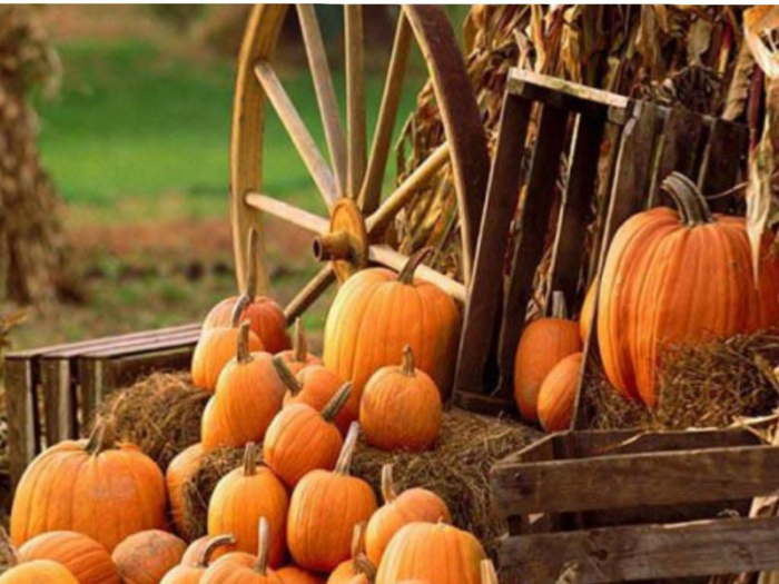 Pumpkin Patch Texture