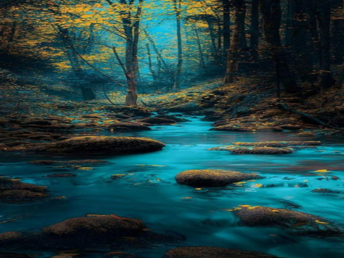 Forest Stream Texture