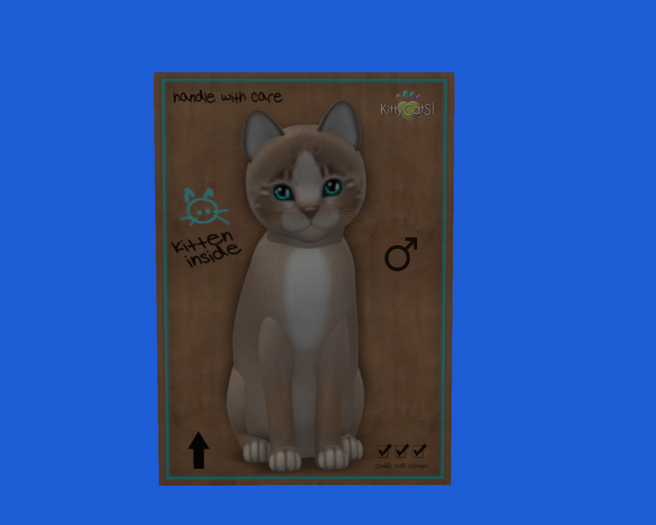 KittyCatS Box - New Born Kitten 252