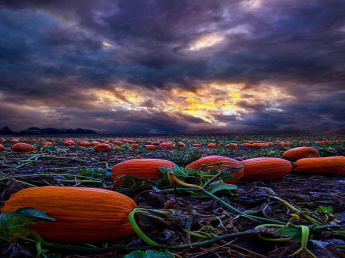 Pumpkin Patch Texture