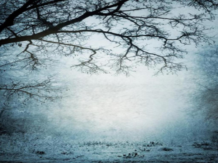 Forest Fog Texture