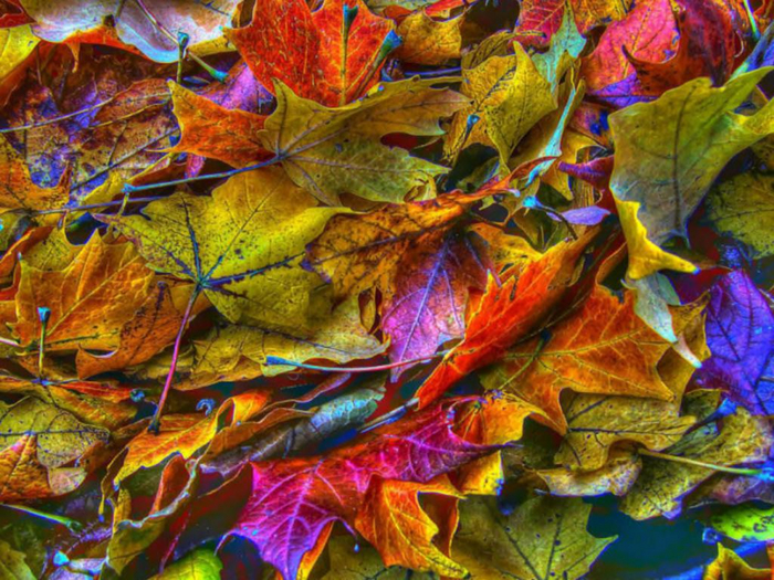 Fall Fantasy Leaves Texture