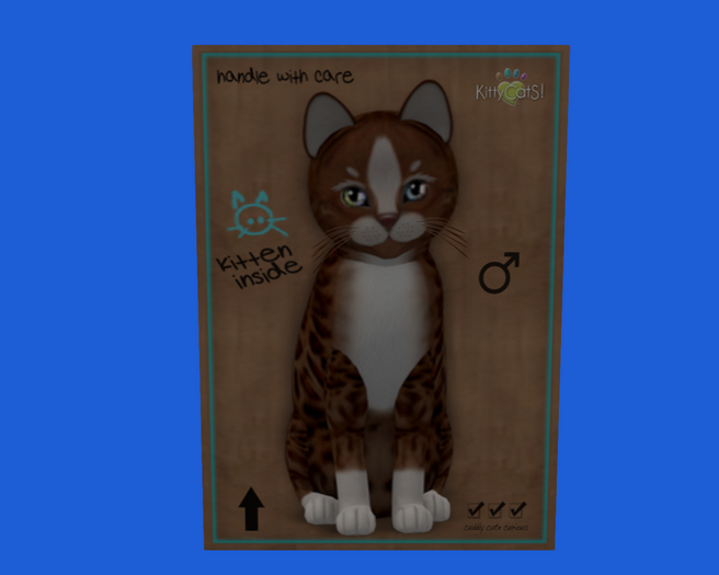 KittyCatS Box - New Born Kitten 102
