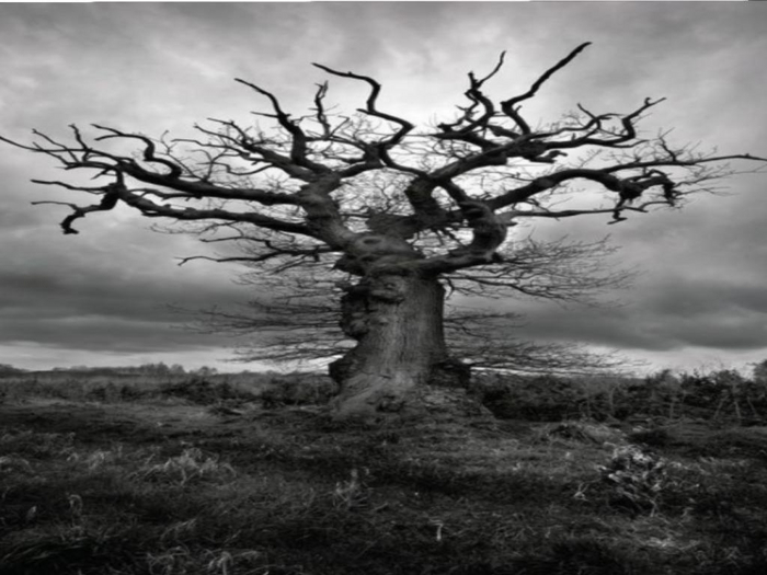 Scary Tree Texture