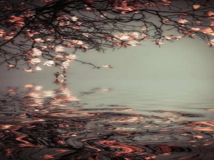 Blossom Reflections Texture
