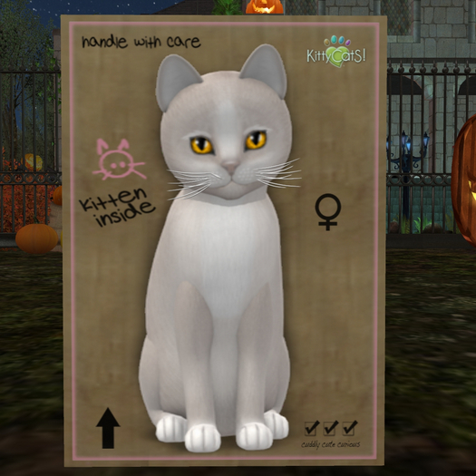 KittyCatS Box - New Born Kitten