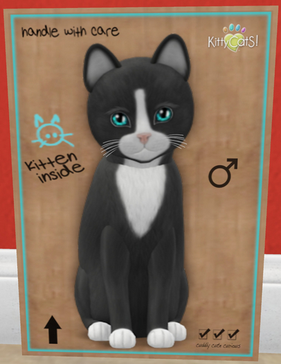 KittyCatS Box - New Born Kitten