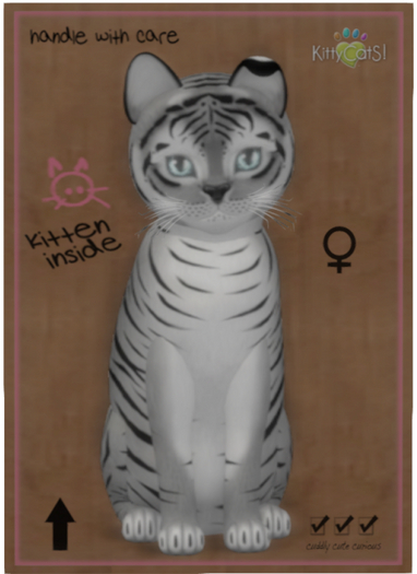 KittyCatS Box - Tiger! - Shadow