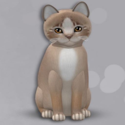 KittyCatS Box - New Born Kitten GIRL - NORMAL SIZE