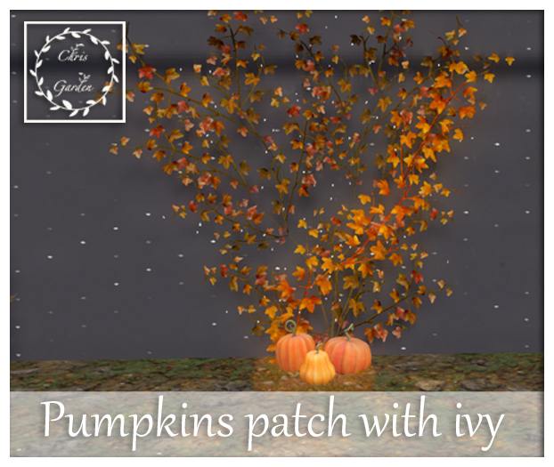 C*Pumpkins patch with Ivy