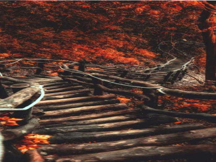 Fall Trail Texture