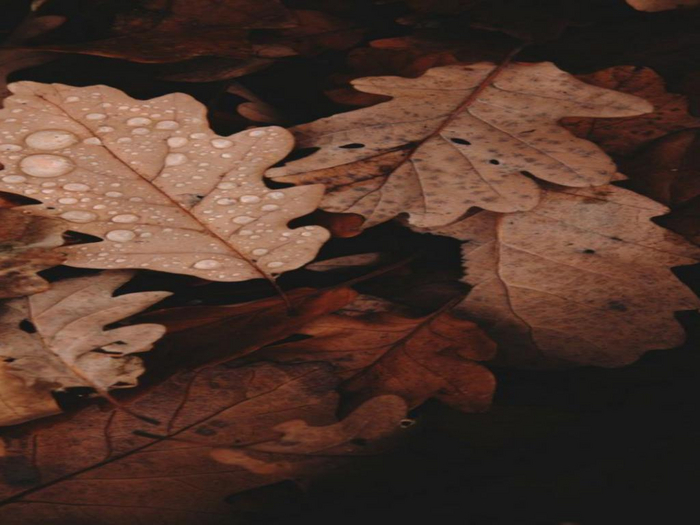Leaf Droplets Texture