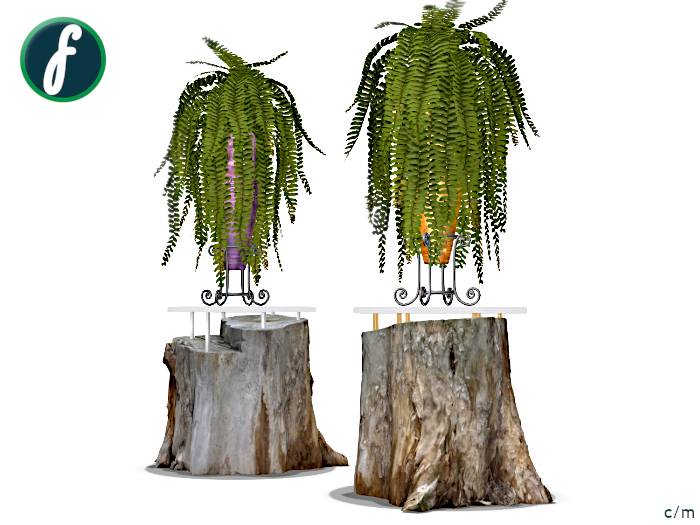 friller Boston Sword Fern