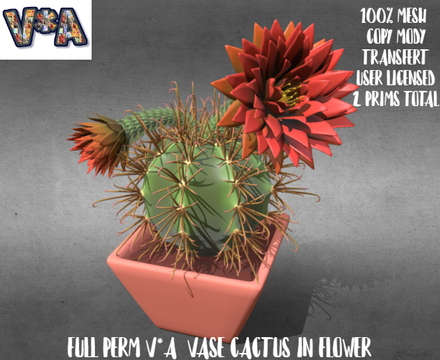 FULL PERM V*A  VASE CACTUS IN FLOWER