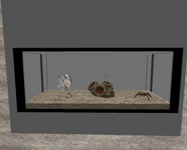 vivarium spider