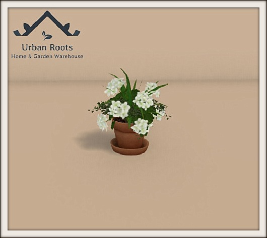 UR White Geraniums In Pot 