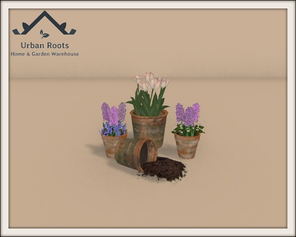 UR Tulip/Hyacinth Planter Display 